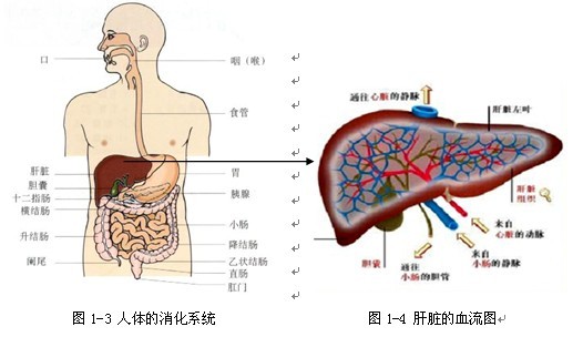 肝脏功能检查_肝脏的功能